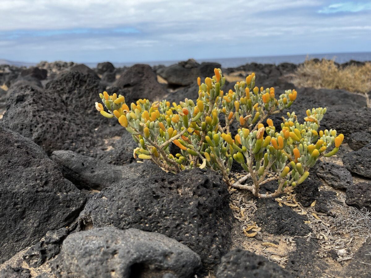 #diario – Una settimana a Lanzarote