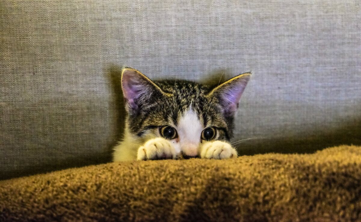 “La gata malfidénta”: la saggezza lombarda nel gioco della discordia