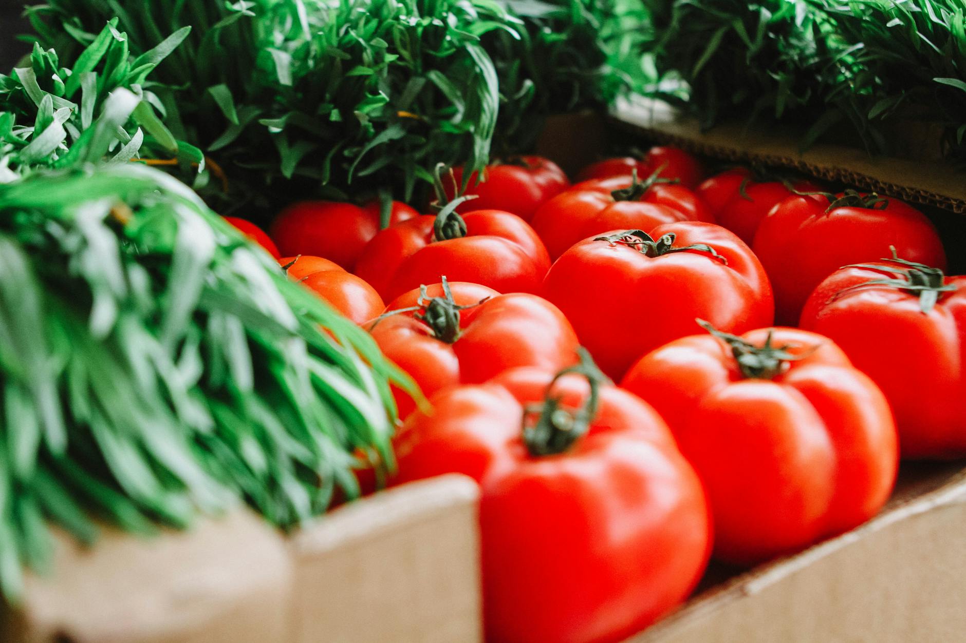 red tomatoes