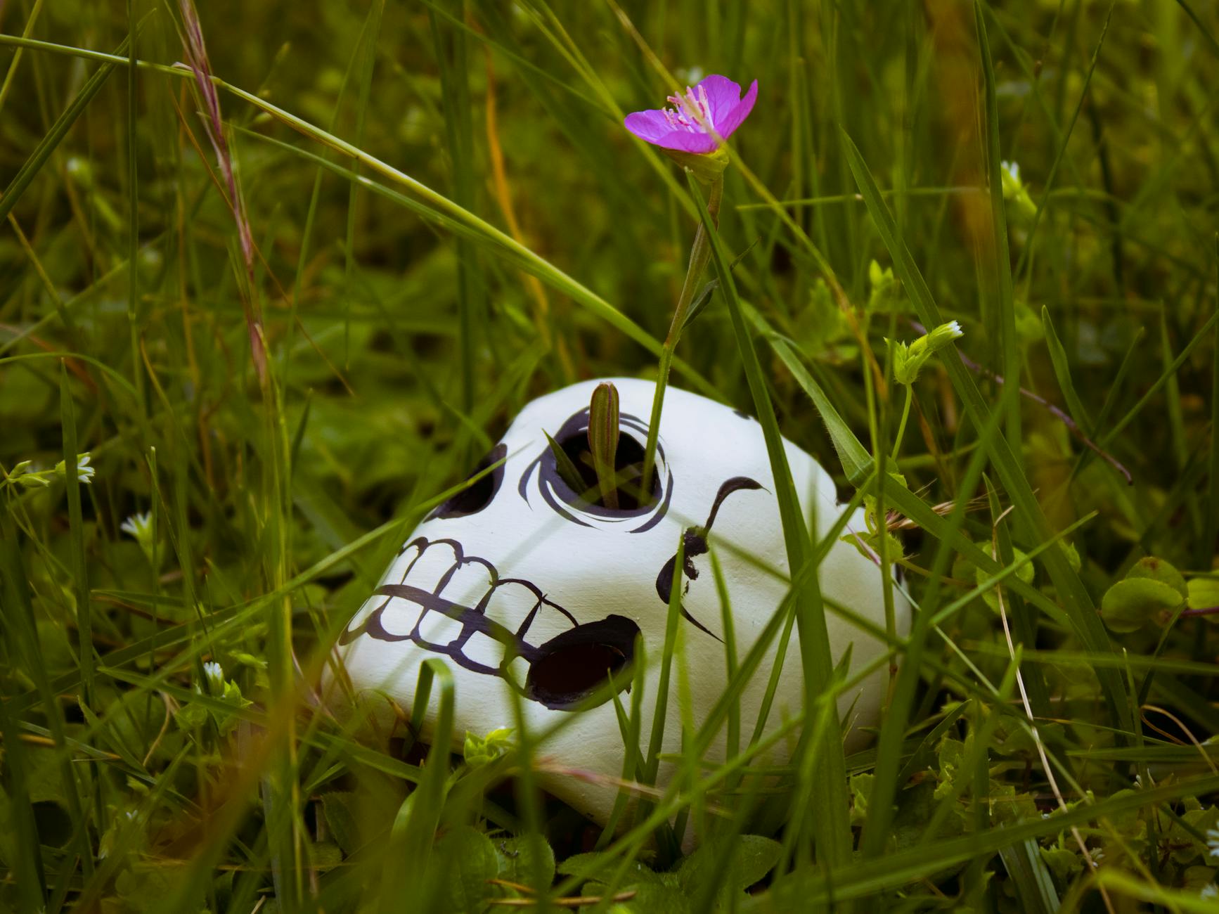 decorative skull with flower in grass