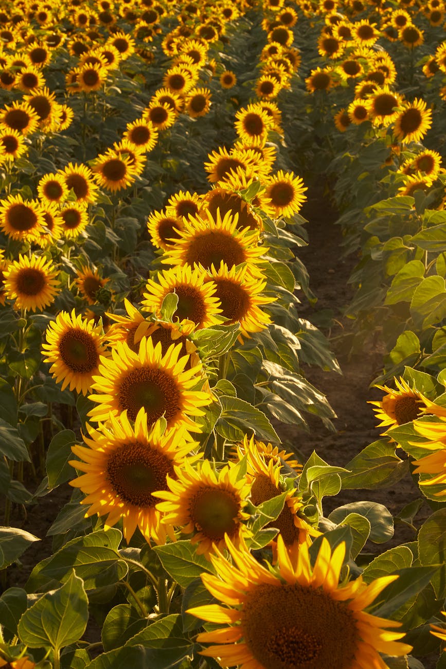 golden sunflowers in bloom at sunset